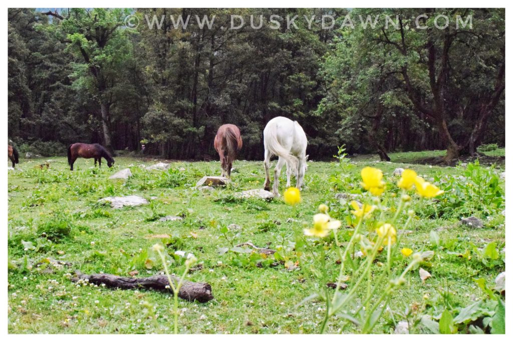 Horses grazing near Padri Campsite